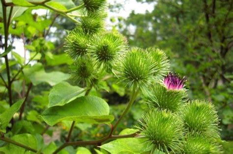 牛旁屬性|牛蒡（菊科牛蒡属植物）